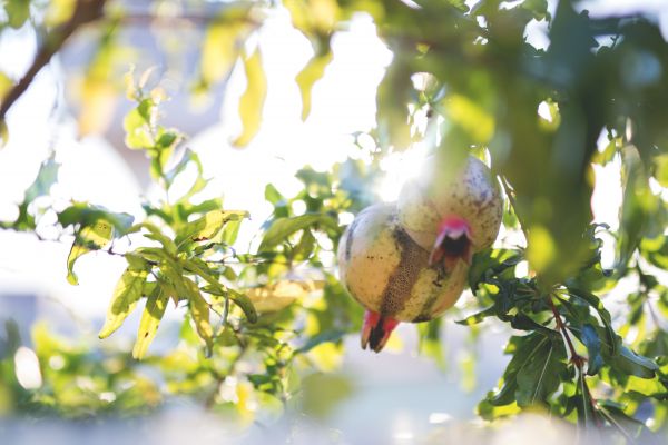 nature,plants,pomegranate,macro,sunlight,fruit