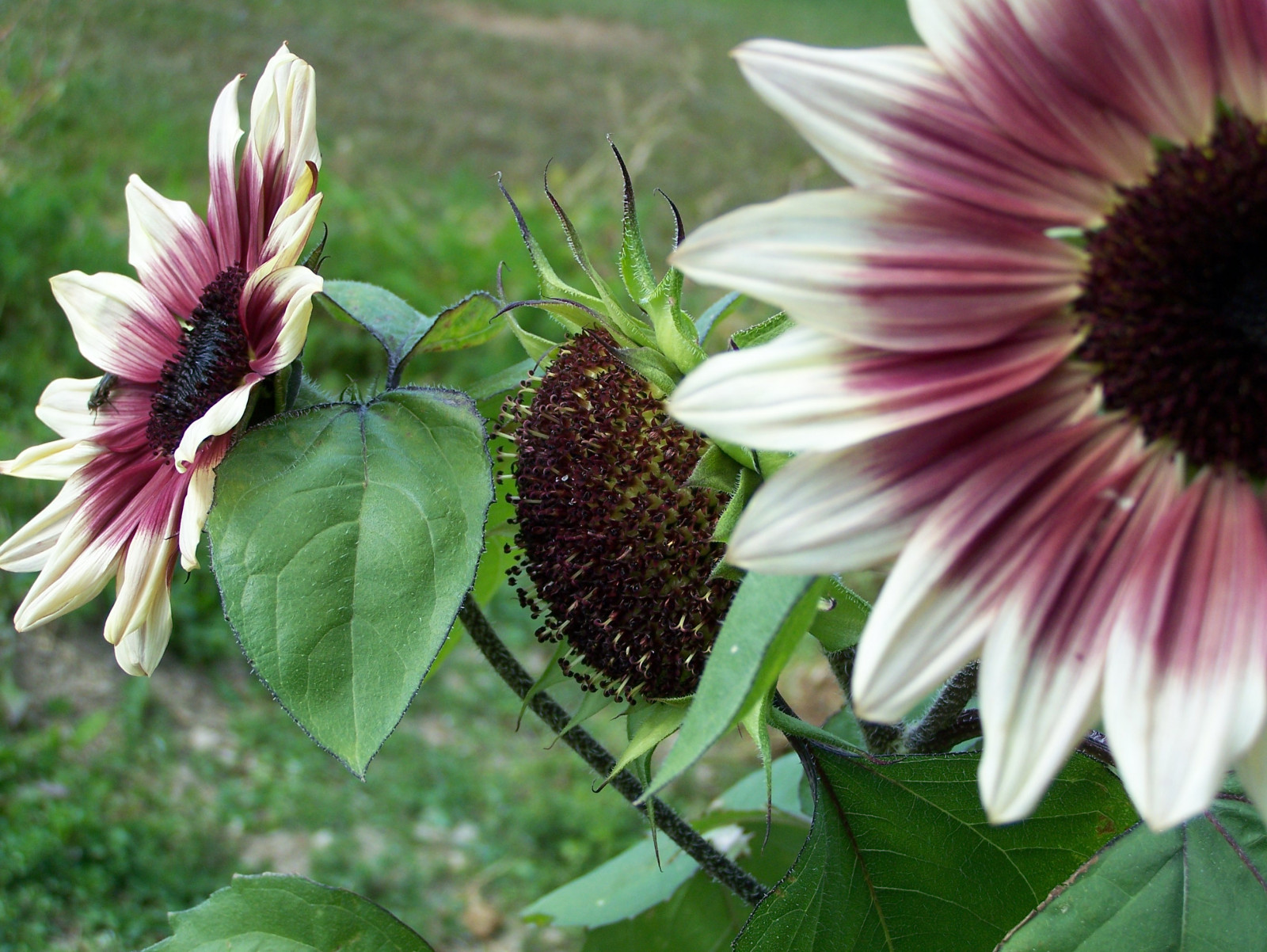 květiny, Přátelé, Kanada, květ, nový Brunswick, slunečnice, kráska, krásy, tournesol, Amie, Lilyc, Chilledbottleofwine