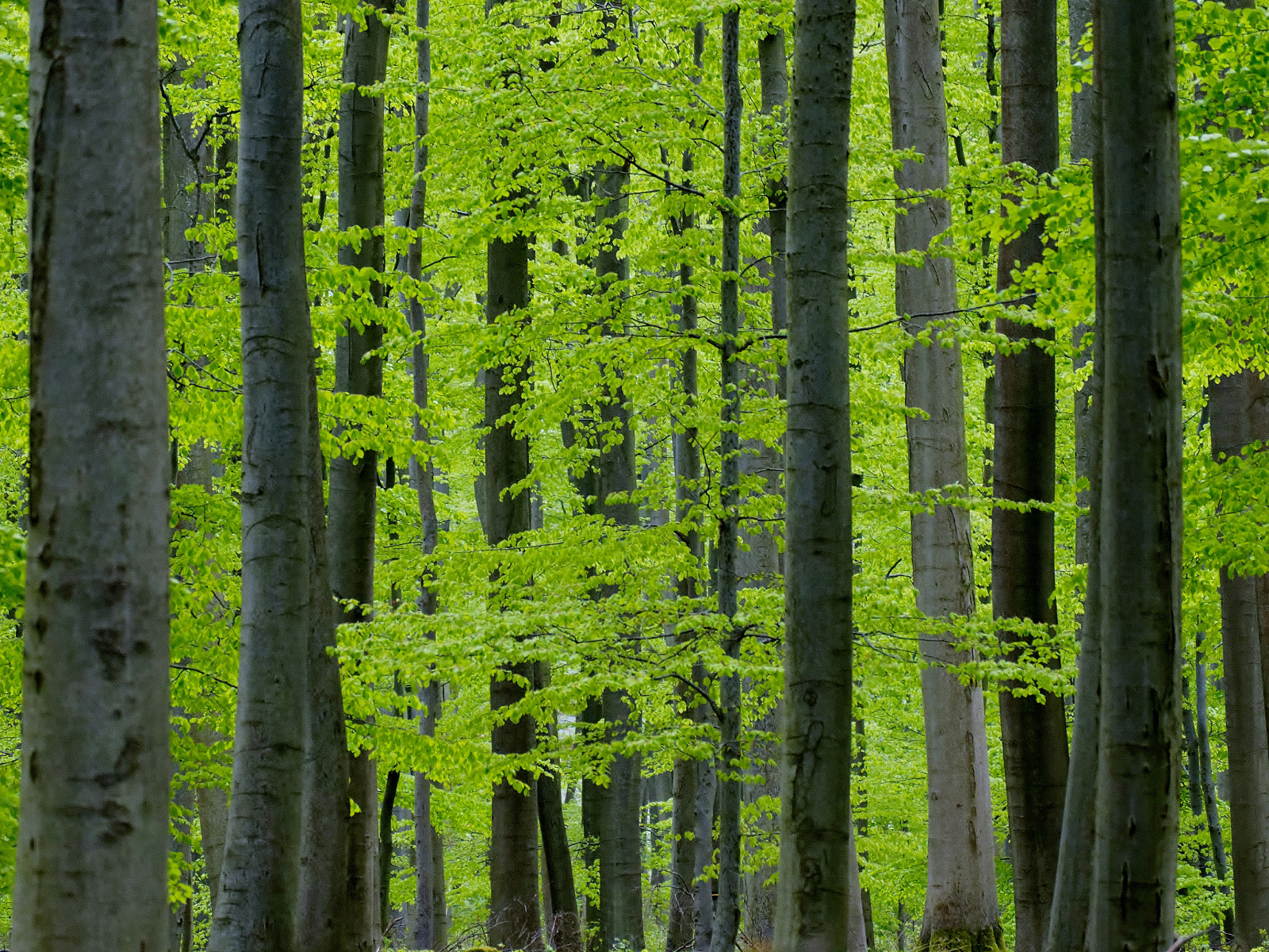 ป่า, ธรรมชาติ, หญ้า, สาขา, สีเขียว, สีน้ำเงิน, รูปแบบ, เส้น, ป่า, ป่าฝน, ธรรมชาติสำรอง, Olympus, เอเวอร์กรีน, ต้นไม้, ใบไม้, landschaft, ปลูก, พืช, natur, ป่า, พืชพันธุ์, gr n, Wald, omd, Blau, zd, b ume, 150, เวิร์ด, 1600, em1, ป่าไม้, สวน, ระบบนิเวศ, ป่าสนอ้อมกอด, Biome, ลำต้น, ป่าเจริญเติบโตเก่า, ป่ากว้างและป่าผสมผสาน, ผลัดใบ, ป่าโกงกาง, wlangemeyer, 40150 มม, m40150mmf4056r, Heiter, Buchen, 40150, geseke, eringerfeld, ehringerfeld, Buchenblau, buchengr n, 1500 มม, spruce fir forest, northern hardwood forest concept, tropical and subtropical coniferous forests