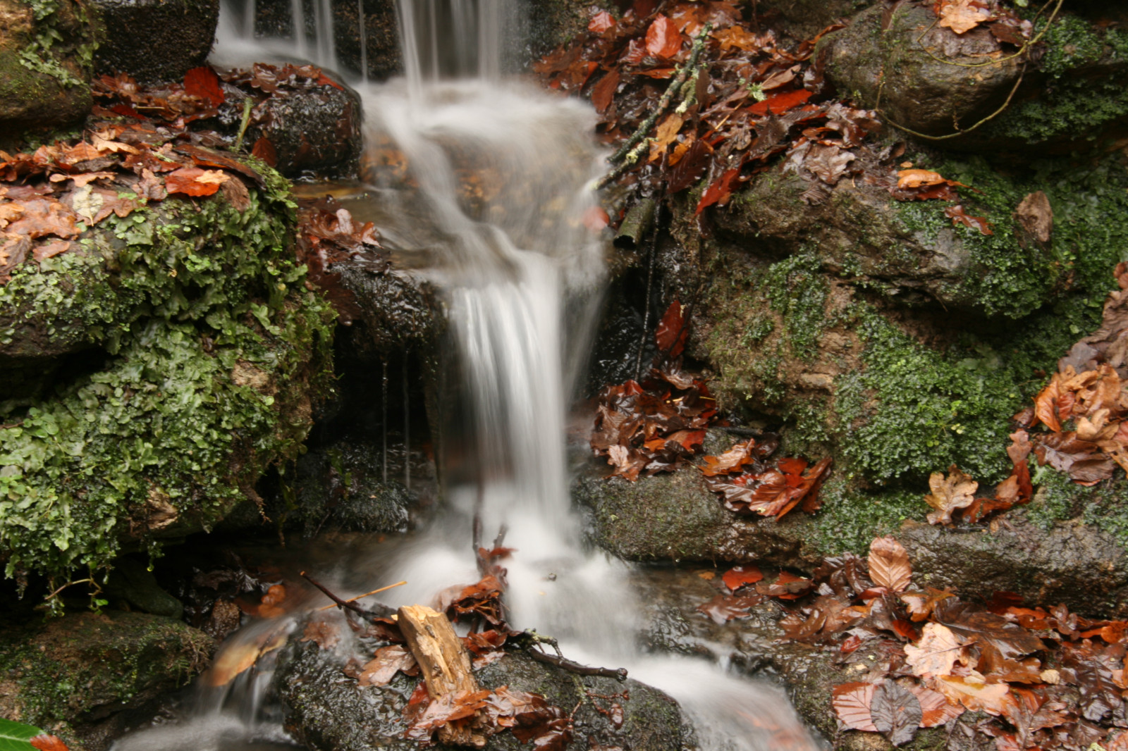 ráno, zima, Anglie, slunce, voda, listy, Kánon, fotografování, fotografie, pohyblivý, list, jaro, flickr, mráz, označit, Procházka, sigma, přemet, amatér, větvičky, začátečník, Yeovil, Voda2, Ráno, autofocus, movingwater, Whitmarsh, thegalaxy, Amatérská fotografie, canoneos400ddigital, flickraward, Sigmazoomlens, Canoneosdigital400d, platinumheartaward, sigma18200mmf3563dcos, flickraward5, ringexcellence, dblringexcellence, tplringexcellence, 9springs, flickrstruereflection2, flickrstruereflection3, eltringexcellence, me2youphotographylevel2, me2youphotographylevel1, 9springscountrypark, Whitmarshphotograpy, Whitmarshfotografie, Markwhitmarsh, Marmarwhit, Markwhitmarshphotography