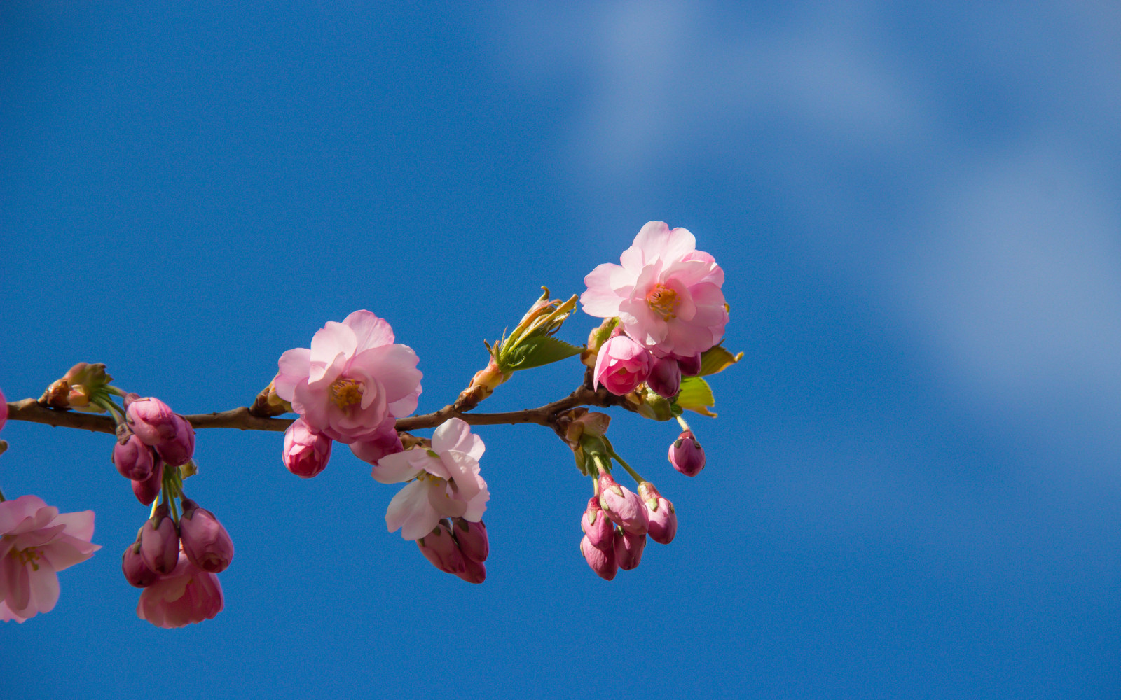 วอลเปเปอร์ : สวน, จอด, สาขา, เบ่งบาน, ฤดูใบไม้ผลิ, ดอกไม้, ปลูก, ดอก ...