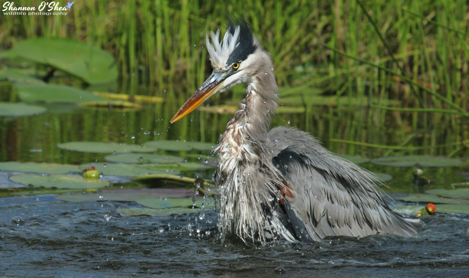 jezero, voda, Příroda, venku, peří, zelená, modrý, Volně žijících živočichů, Kánon, mokrý, koupání, zobák, Florida, koupel, flickr, venkovní, pták, greatblueheron, volavka, pelikán, ptačí koupel, kapky vody, mořský pták, oslava, křídlo, fauna, vodní ptáci, shannonroseoshea, obratlovců, lekníny, stříkající, Veslonozí, yelloweye, shannonosheawildlifephotography, shannonoshea, Shannon, wwwflickrcomphotosshannonroseoshea, canoneosrebelt6i, canont6i, canonrebelt6i, eost6i, eosrebelt6i, rebelt6i, t6i, canon100400mm14556lis, lakerianhard