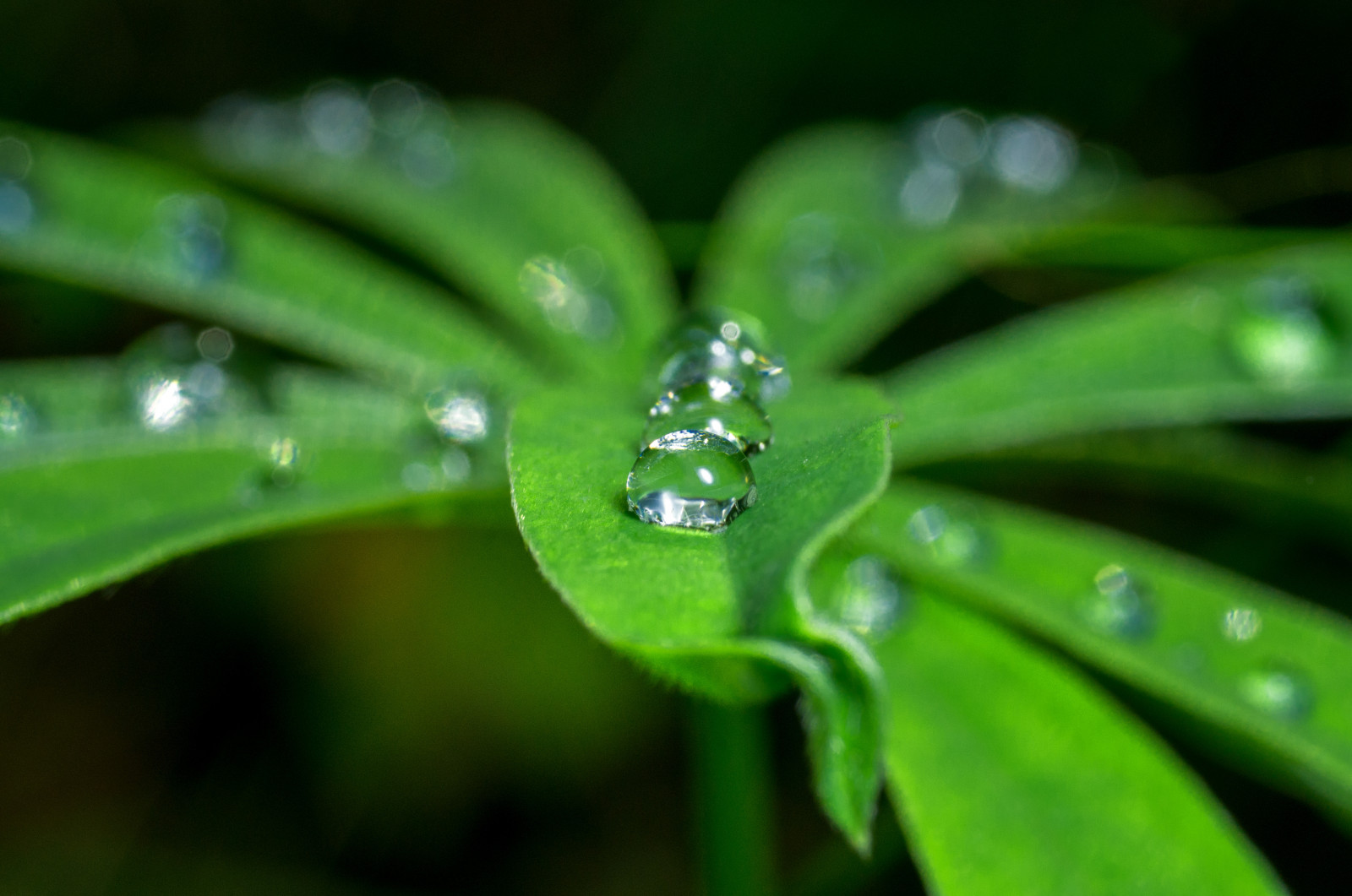 voda, Příroda, tráva, fotografování, zelená, Sony, bokeh, Blikat, rosa, list, květ, rostlina, pokles, flóra, dof, kapky, 90mm, okvětní lístek, nex5n, Tokina, divoká rostlina, botanika, zblízka, makro fotografie, závod stonek, vlhkost, bokina