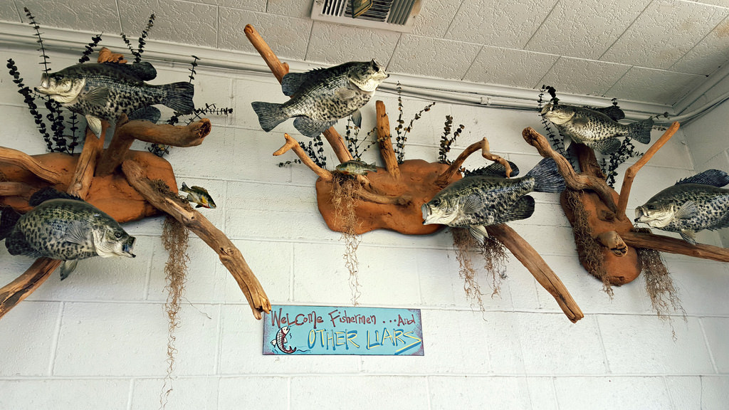 Wallpaper : werehere, spring, bobbyscrappie, fish, crappie, taxidermy