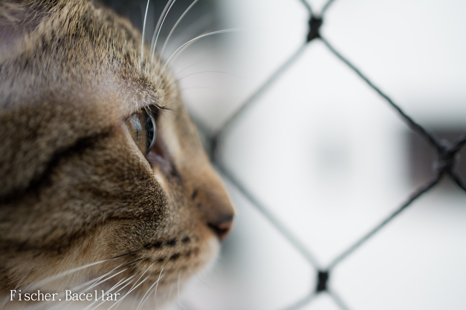 fofa, olho, vidro, bonita, animal, gato, lado de fora, felino, Sonhe, Alma, cabelo curto, sonhador, nira