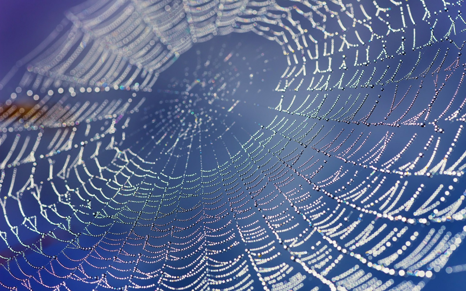 Nước, thiên nhiên, giọt nước, màu xanh da trời, sương giá, vòng tròn, Bokeh, Spiderwebs, sương, làn sóng, vật chất, hàng, canh, 1920x1200 px, Cấu trúc bên ngoài, Động vật không xương sống, mạng nhện