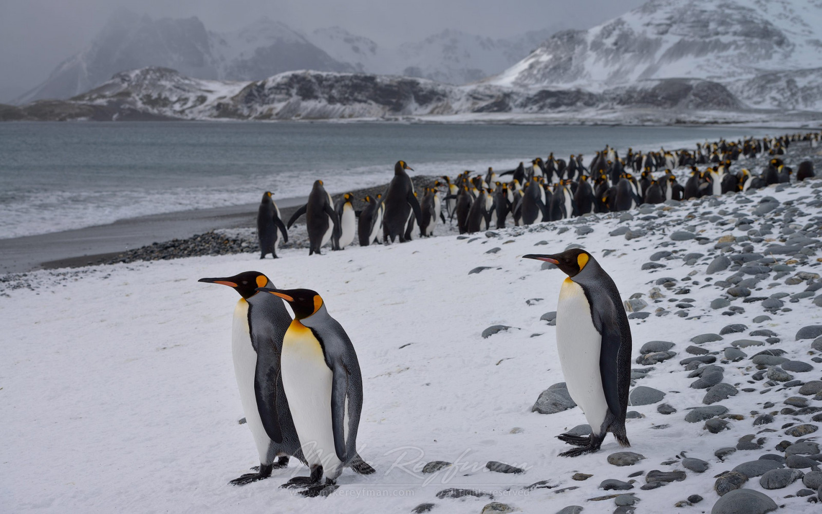 krajina, ptactvo, tučňáci, zvěř, Příroda, zima, Arktický, Tučňák, pták, fauna, nelétavý pták, obratlovců, tučňák