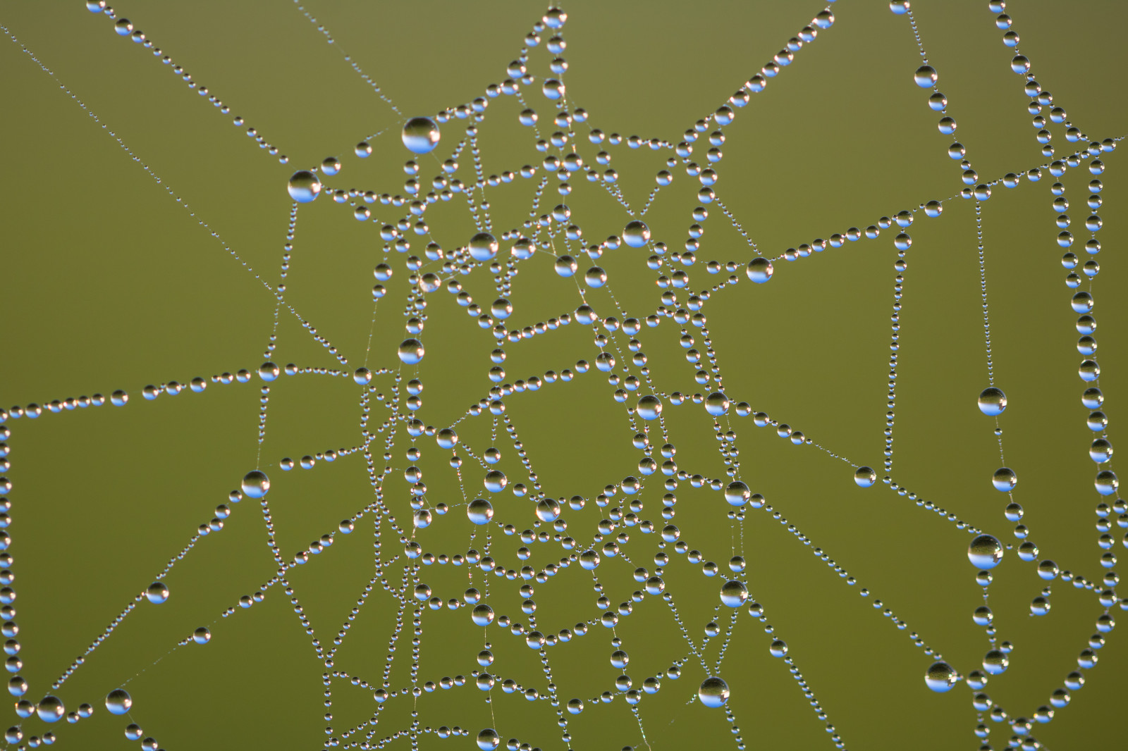 voda, Příroda, makro, vzor, pavouk, rosa, pavoukovec, web, fotosondag, vatten, makro, natur, fs160911, spindeln t, materiál, kapička, exif modelu canoneos760d, geocountry, Kamera aby kánon, geocity, Model fotoaparátu canoneos760d, geostate, geolocation, exif aby kánon, droppe, EXIF isospeed 100, m nster, exif focallength 100mm, EXIF ef100mmf28lmacroisusm čočka, Dagg, EXIF otvor 35, fauna, bezobratlý, vlhkost, členovců, pavoučí síť