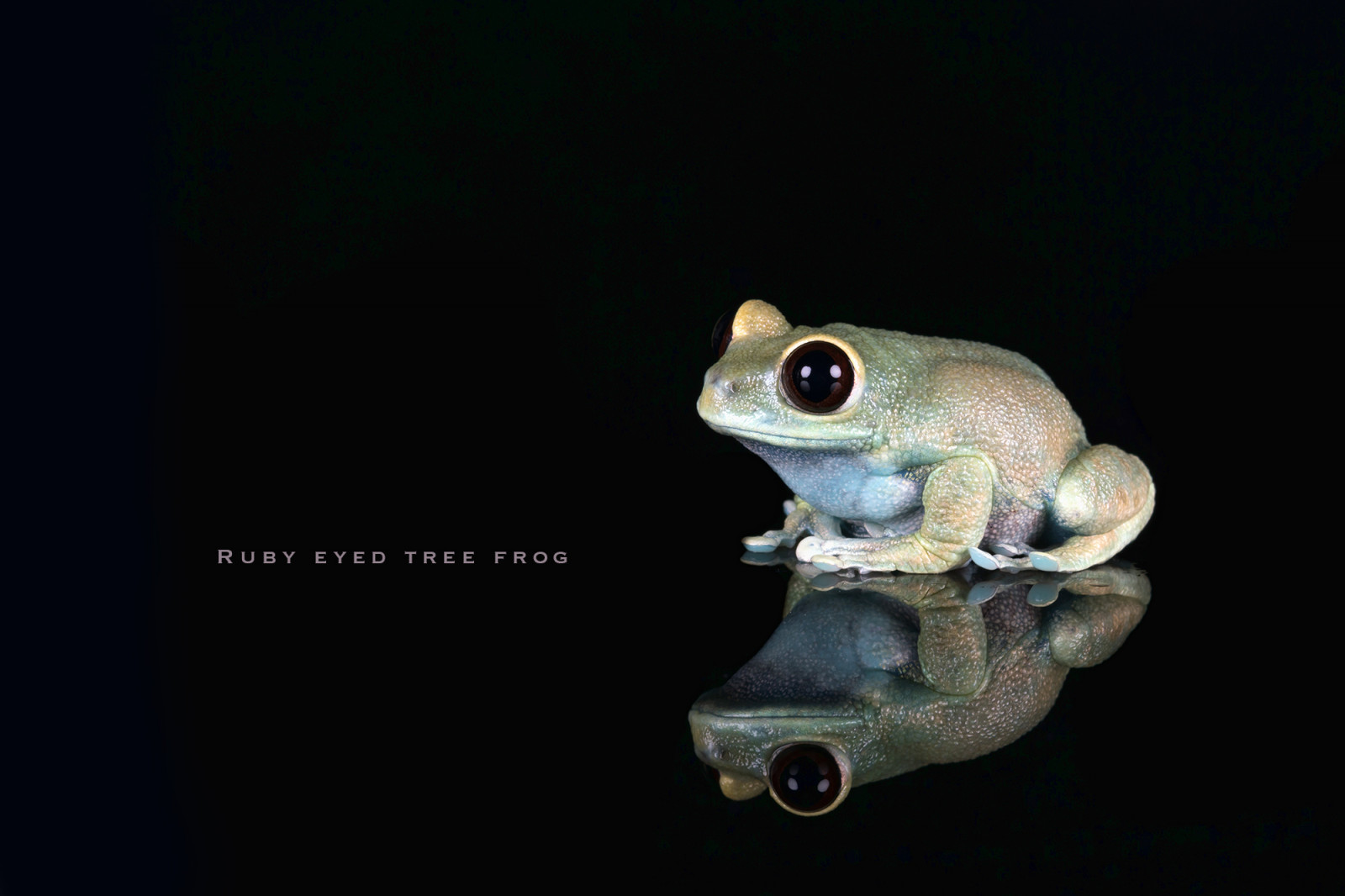 obojživelník, žába, Rubyeyedtreefrog, Uluguruforesttreefrog, Leptopelisuluguruensis, Captivelight, Bournemouth