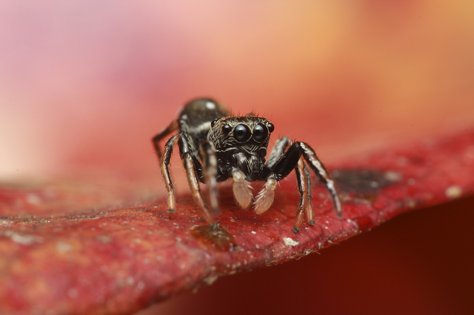 insect, spider, Arachnid, macro photography, invertebrate, close up, arthropod, pest, photography, membrane winged insect, organism, wolf spider, araneus, wildlife, ant