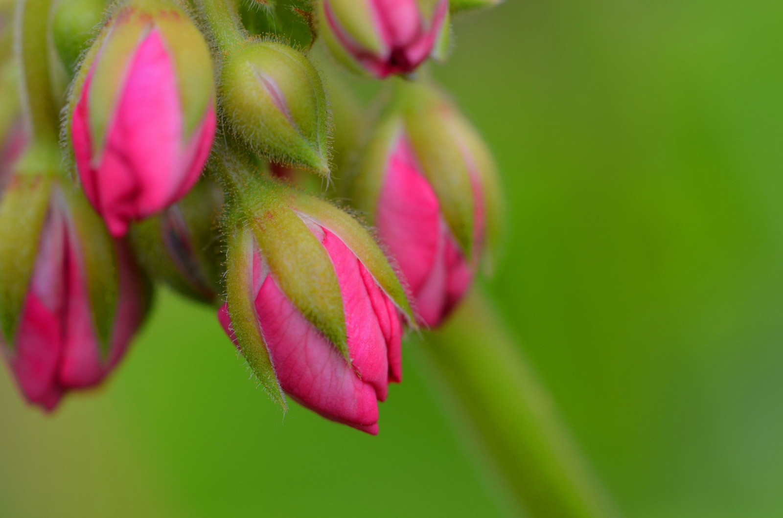blomster, planter, makro, blomst, lyserød, forår, blomst, plante, flora, knop, kronblad, wildflower, 2048x1356 px, tæt på, makrofotografering, stængelplante