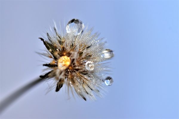 Nikon,d5500,dandelion,dewdrops
