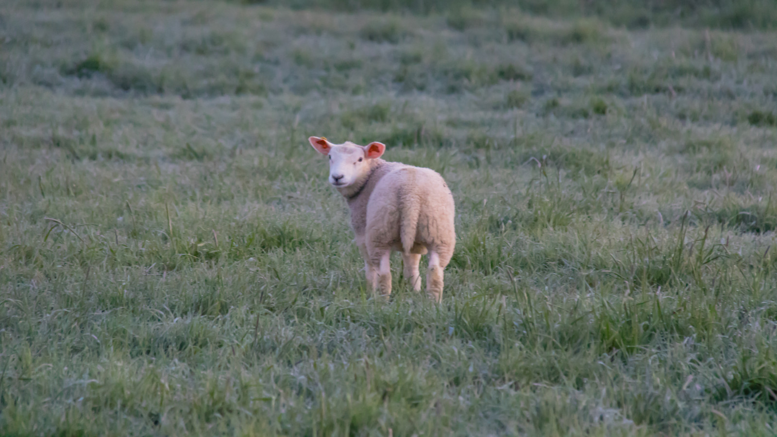 erba, natura, pecora, tundra, agnello, animale, prateria, djur, pascolo, f r, lamm, mandria, prato, fauna, mammifero, prateria, pecore, habitat, vertebrato, pascolo