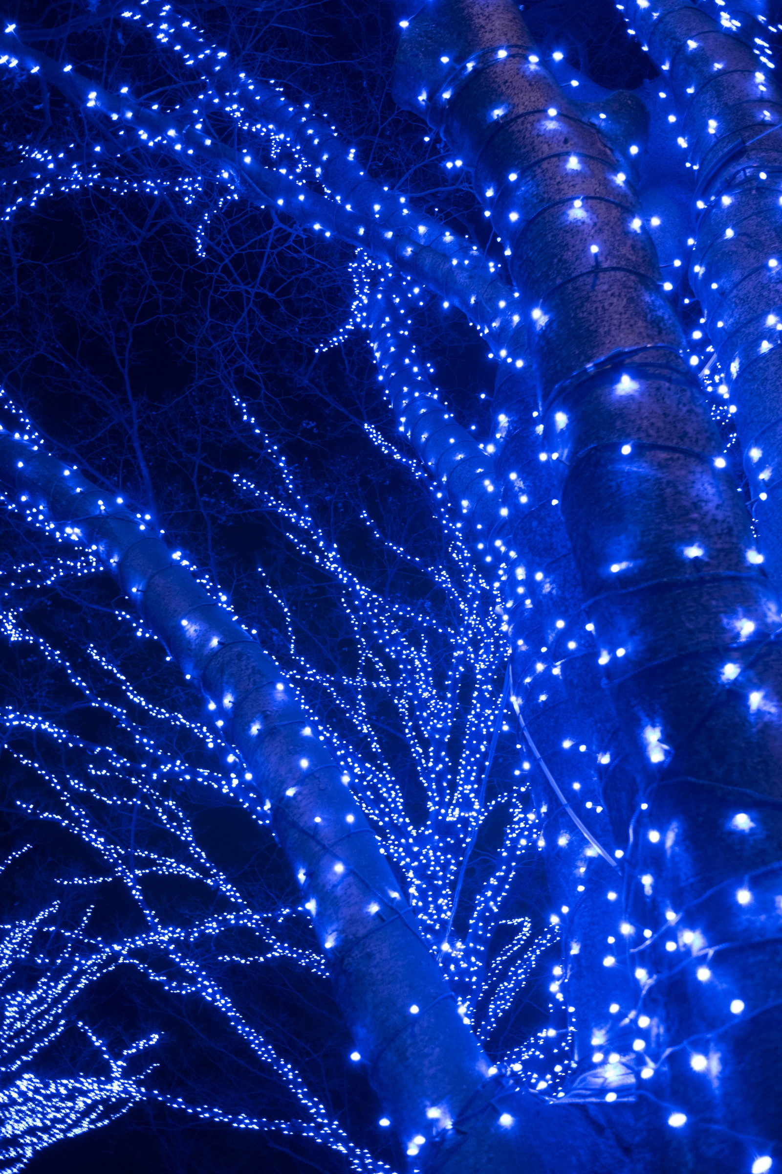 Japonsko, noc, větev, modrý, Vánoční osvětlení, Tokio, Yoyogi, Fujifilm, jp, osvětlené, osvětlení, fuji, Fujinon, x, X70, bluecave, yoyogipark, vánoční dekorace