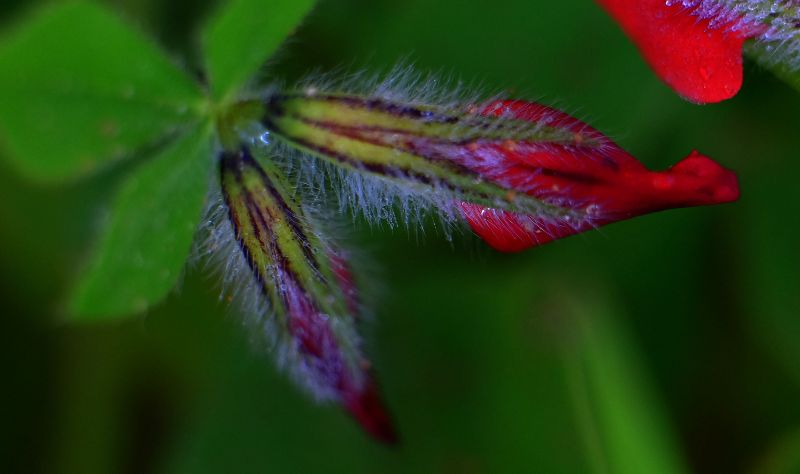 list, makro fotografie, zblízka, flóra, vegetace, rostlina