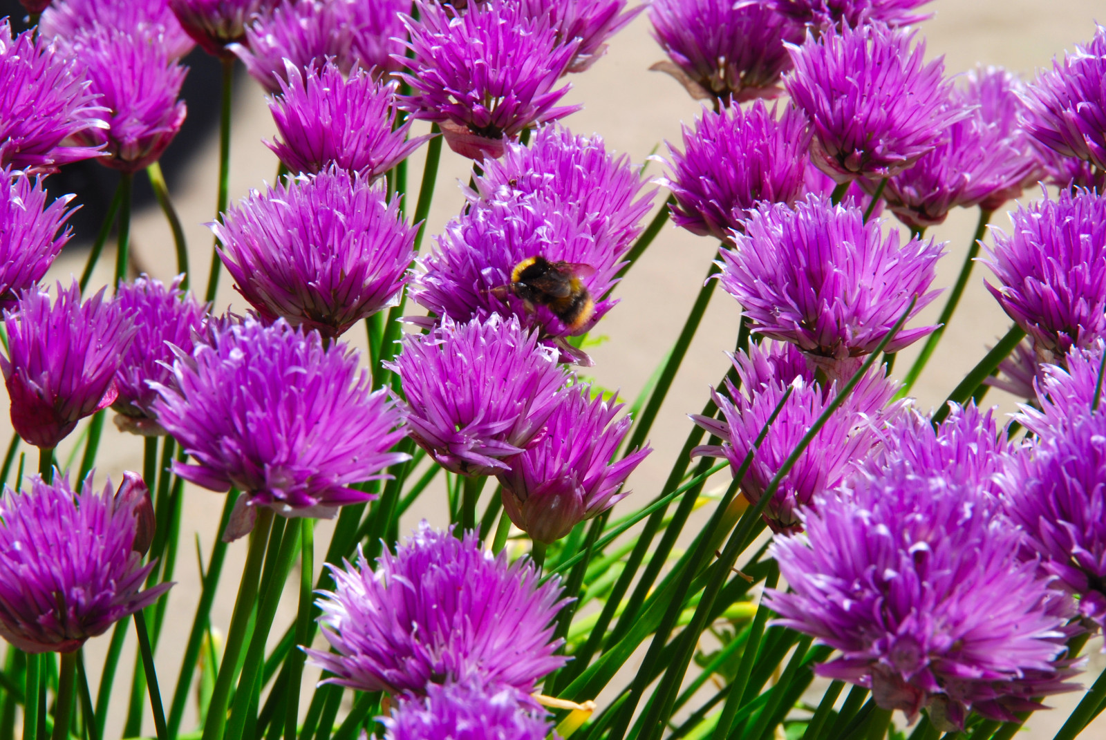 Spojené království, květiny, Anglie, zelená, nachový, Británie, Včela, Čmelák, pažitka, eastsussex, purpleflowers, bexhillonsea, coth, supershot, Béžová, platinumphoto, anawesomeshot, flickraward, firsttheearth, citrit, theperfectphotographer, wonderfulworldofflowers, rubyphotographer, mimamorflowers, awesomeblossoms, vosplusbellesphotos