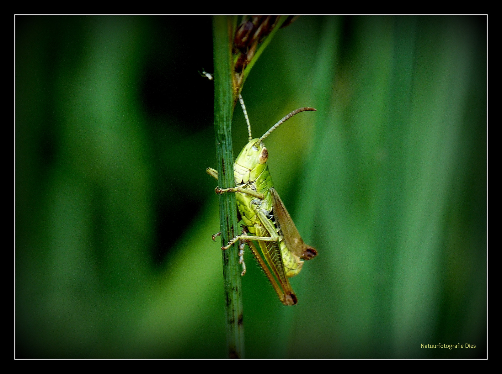 dier, แมลง, แมโคร, poelbos, ไป, Zeeland, ฮอลแลนด์