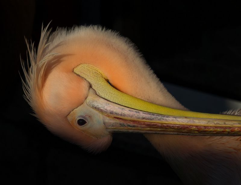 beak,photography,yellow,nose,head,color