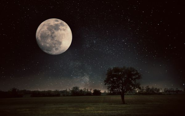 Moon,trees,field