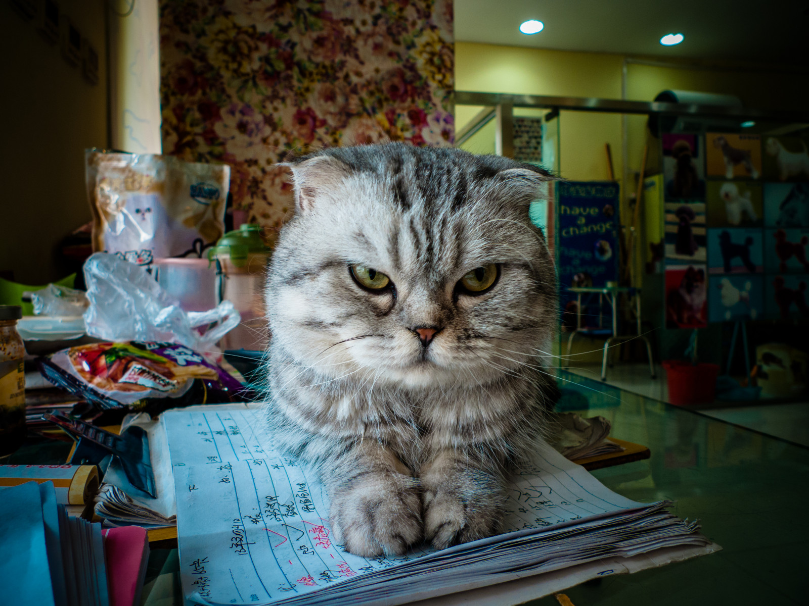 kočka, život, kníry, moji přátelé, savec, obratlovců, kočka jako savci, malé až středně velké kočky