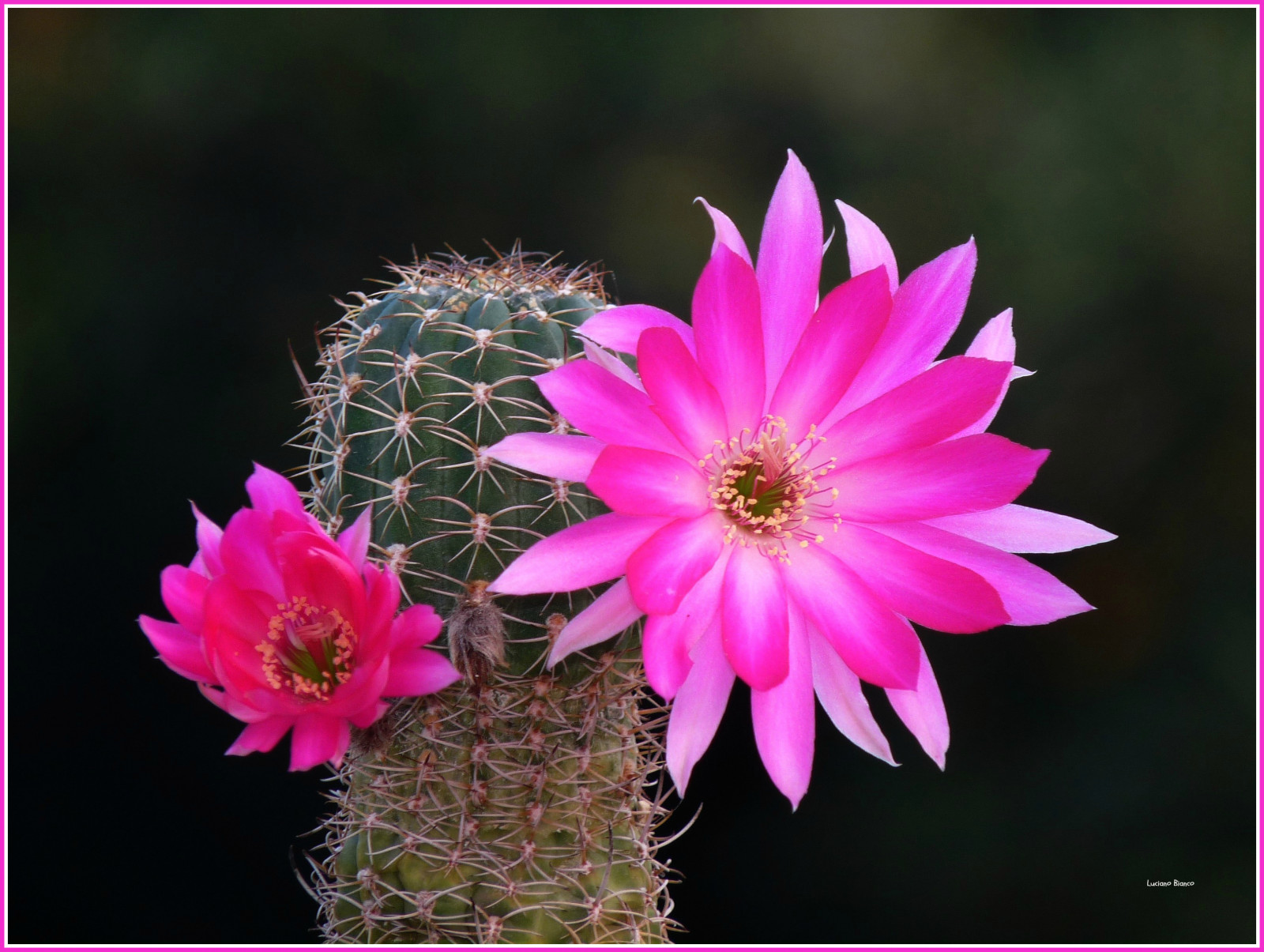Fond d'écran Macro, cactus, rose, fleur, flore, Makro, pétale