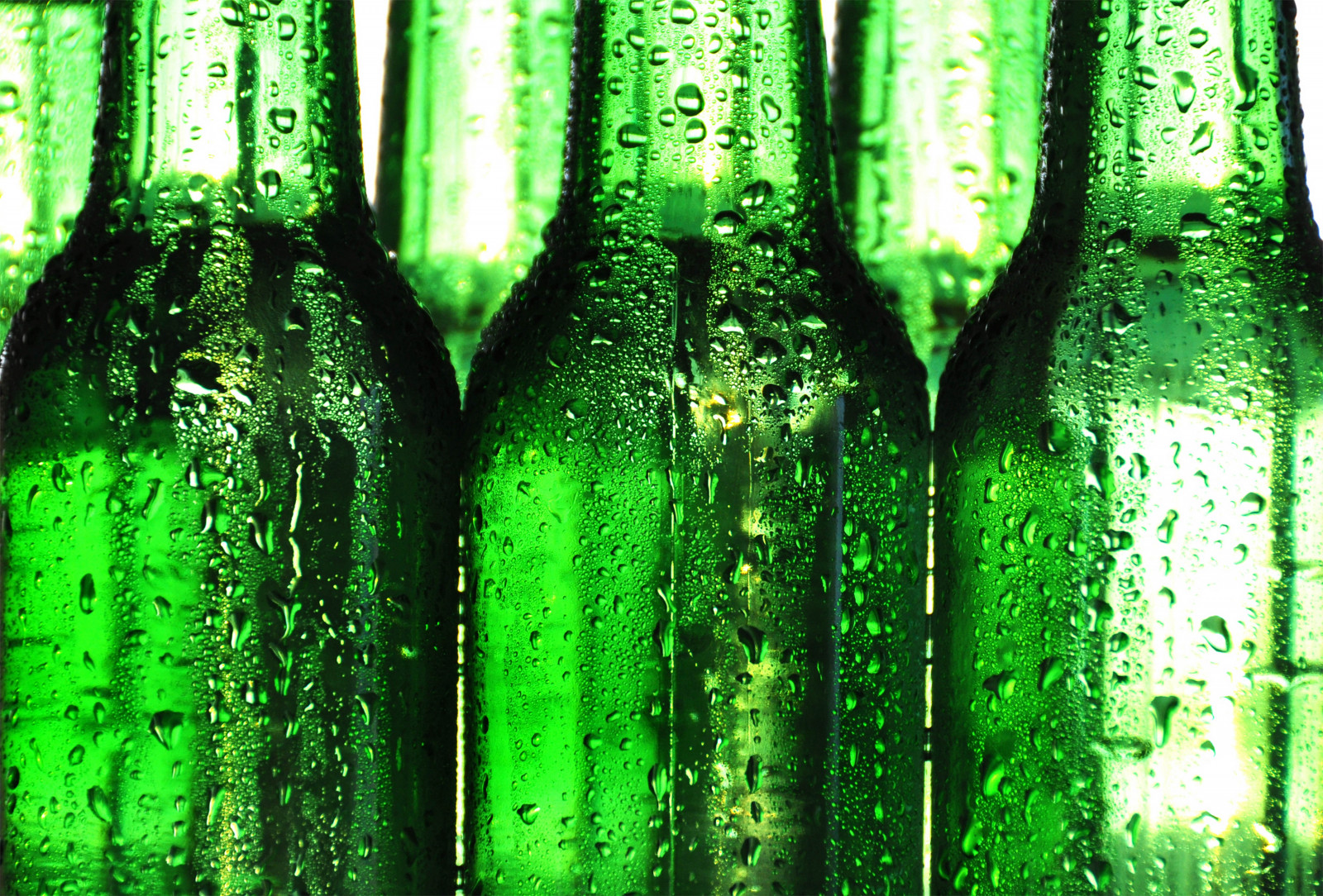 Wallpaper forest, green, drink, pattern, beer, drop, bottle, plant
