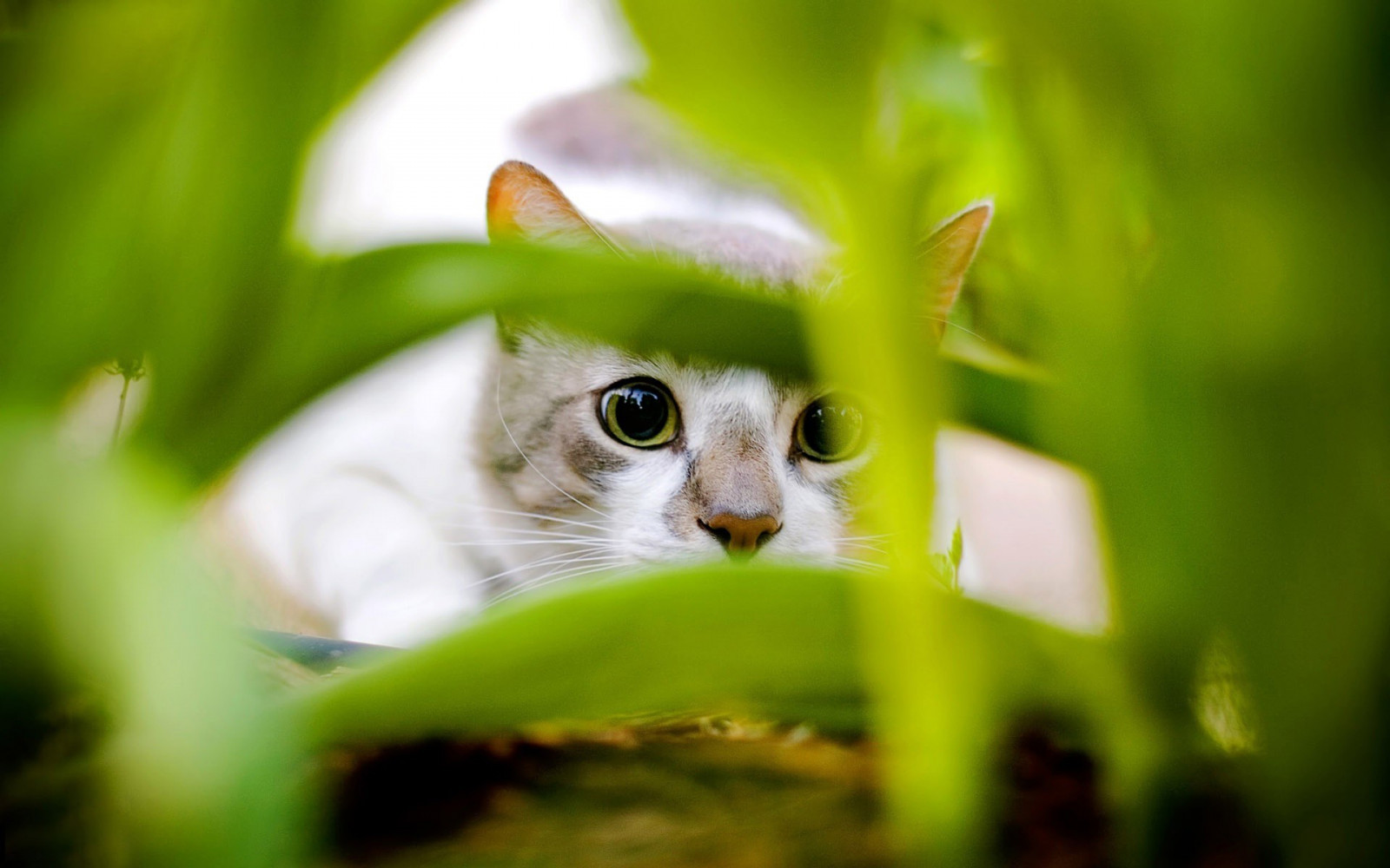 1920x1200 px, dieren, katten