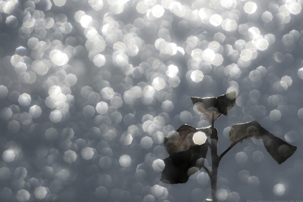 Wallpaper blue, light, sky, sunlight, reflection, tree, nature, wet