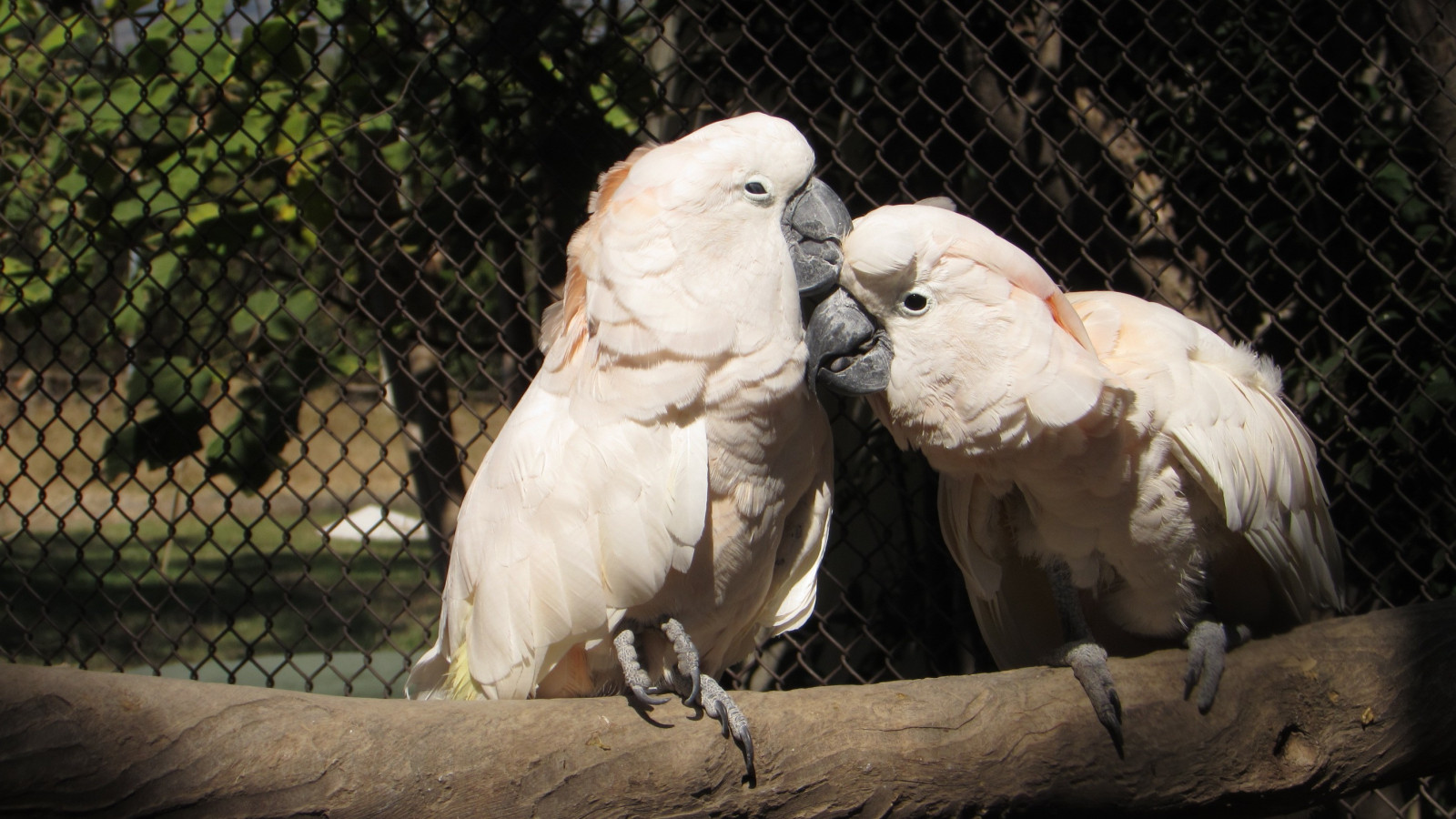 ptactvo, Papoušek, Volně žijících živočichů, zoologická zahrada, zobák, klec, papoušek kakadu, pták, křídlo, fauna, 2816x1584 px, obratlovců, síra kakadu
