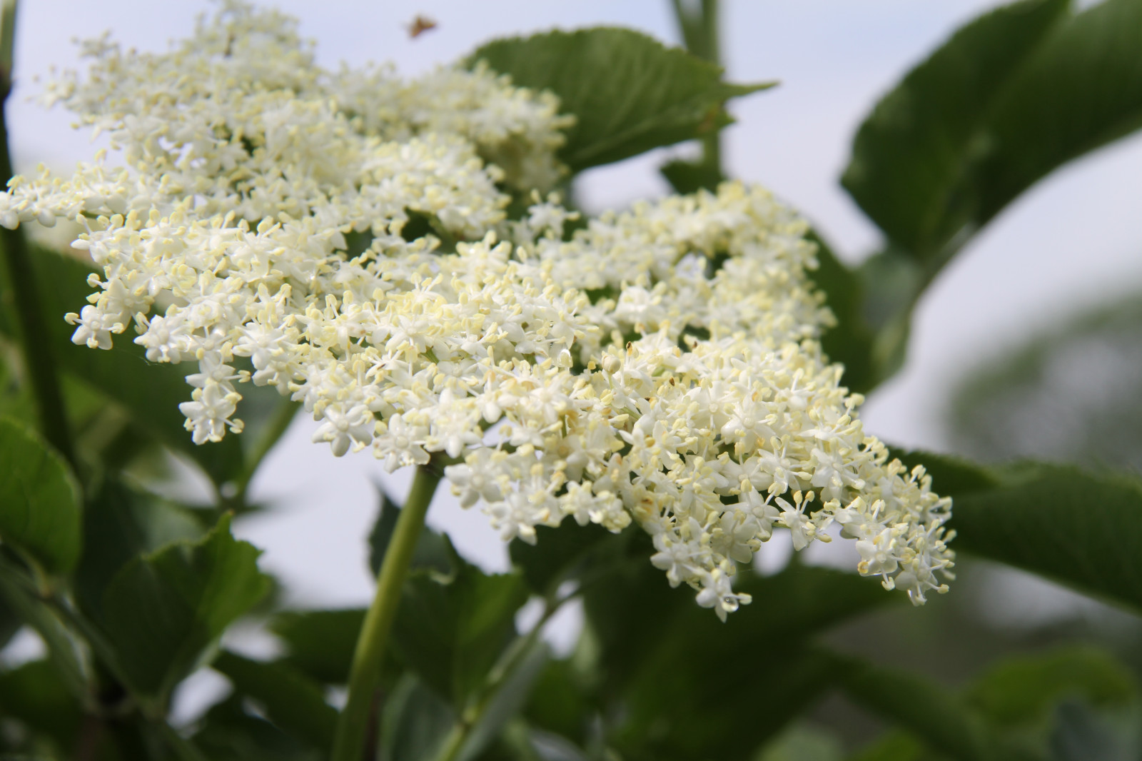hvid, afdeling, grøn, blomst, urt, Jasmine, Evergreen, blomst, plante, flora, ældste, fl der, fremstille, botanik, jord plante, blomstrende plante, Busk, mjødurt