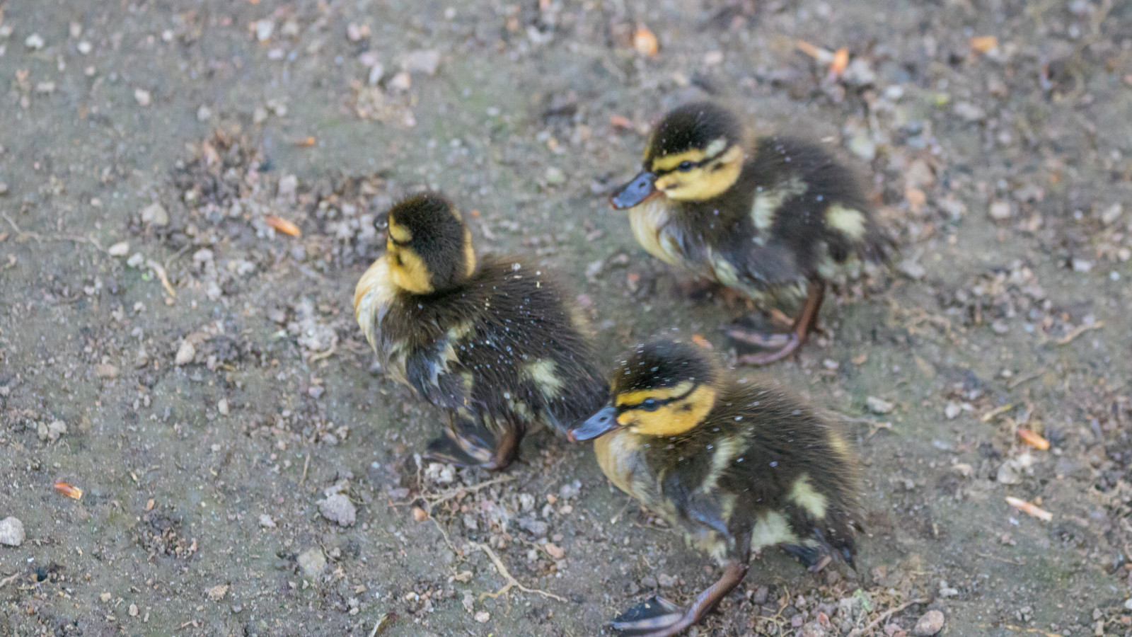 Příroda, Volně žijících živočichů, kachna, zobák, divoká kachna, pták, f gel, kachňátko, andunge, fauna, vodní ptáci, prohlížení pták, obratlovců, vodní pták, kachen, hus a labutě, drůbež