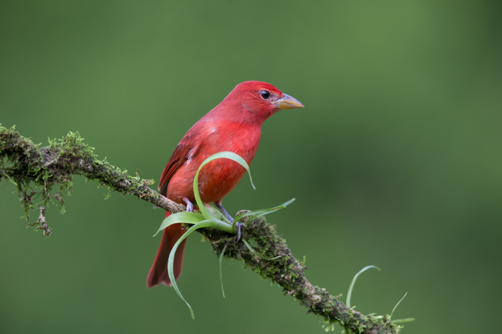 birds, animals, nature, photography, branch, wildlife, beak, bird, finch, cardinal, fauna, perching bird, vertebrate, old world flycatcher, house finch