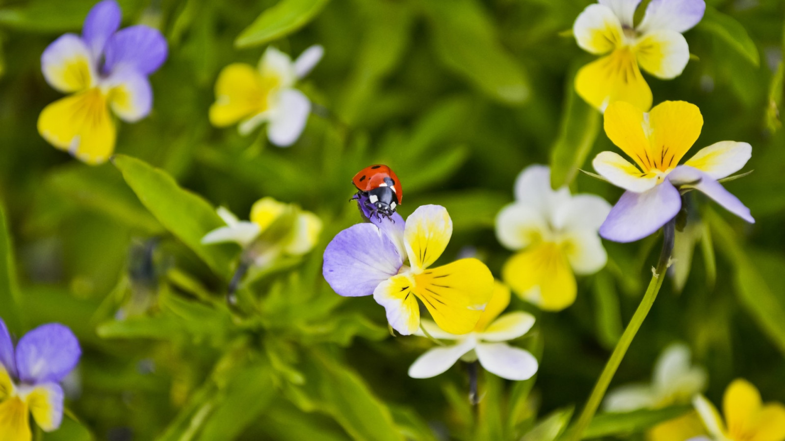 fiori, natura, insetto, verde, giallo, fiorire, strisciando, fiore, pianta, viola del pensiero, flora, coccinella, petalo, prato, viola, Fiore di campo, botanica, impianto di terra, pianta fiorita, fotografia macro, famiglia viola, famiglia dayflower, dayflower
