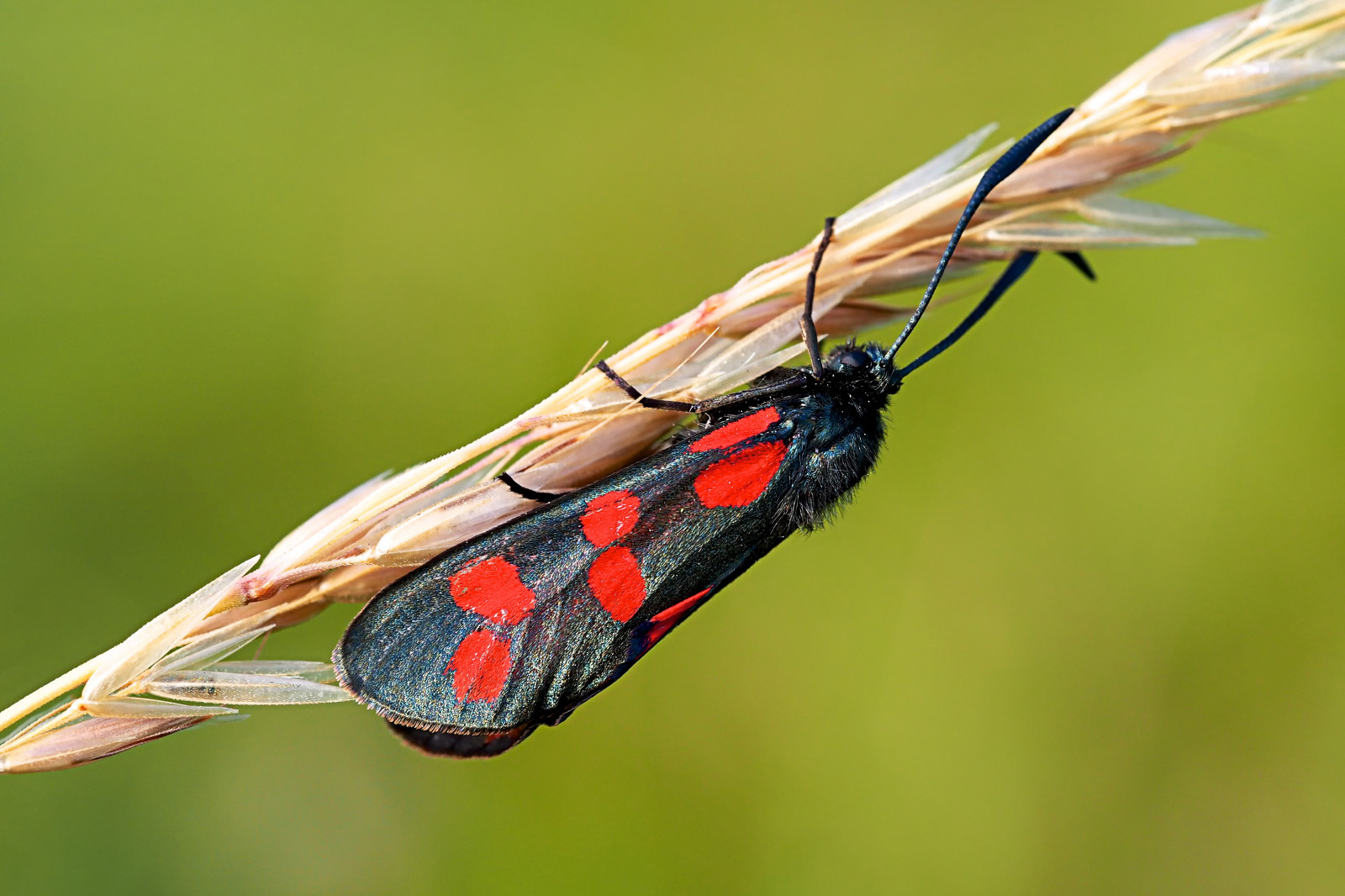 Nottingham, Červené, hnědý, Černá, makro, zelená, Příroda, detailní, hmyz, béžový, dof, mol, Olympus, přírodní rezervace, 60mm, OMD, Wilford, Foto dne, Jeskyně, wildlifetrust, zygaenafilipendulae, 6spotburnet, Dayflying, EM5, Sssi, Trávník, Bbcnature, klythawk
