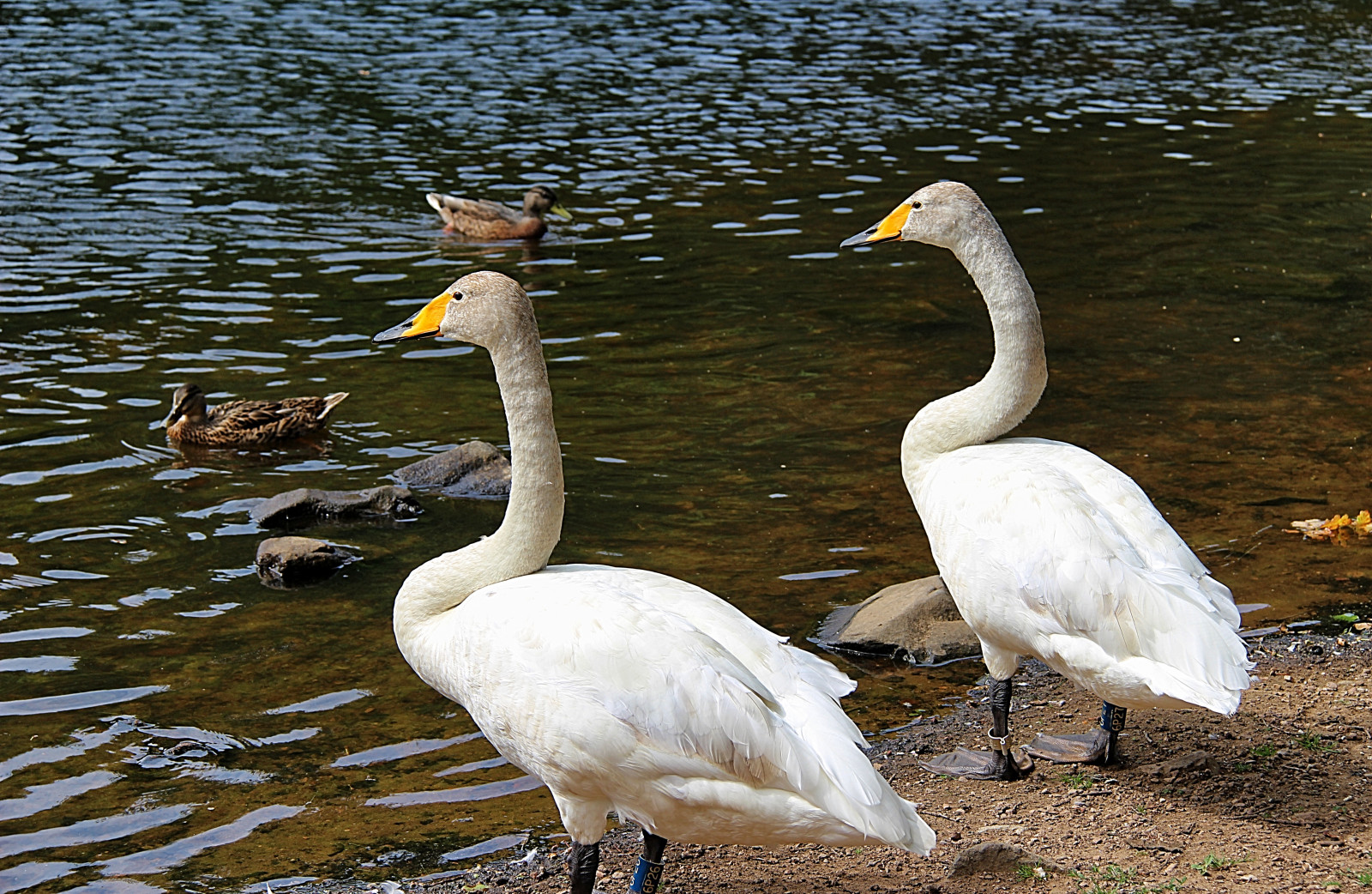 fugle, hav, vand, natur, musik, dyreliv, svane, Canon, par, næb, to, udforske, fugl, Svan, sj, musik, f Glar, pari, sk ralid, s der sen, s ngsvan, cygnuscygnus, whooperswan, sommarfoto, sf130811, vinge, fauna, vandfugle, hvirveldyr, vand fugl, ducks gæs og svaner