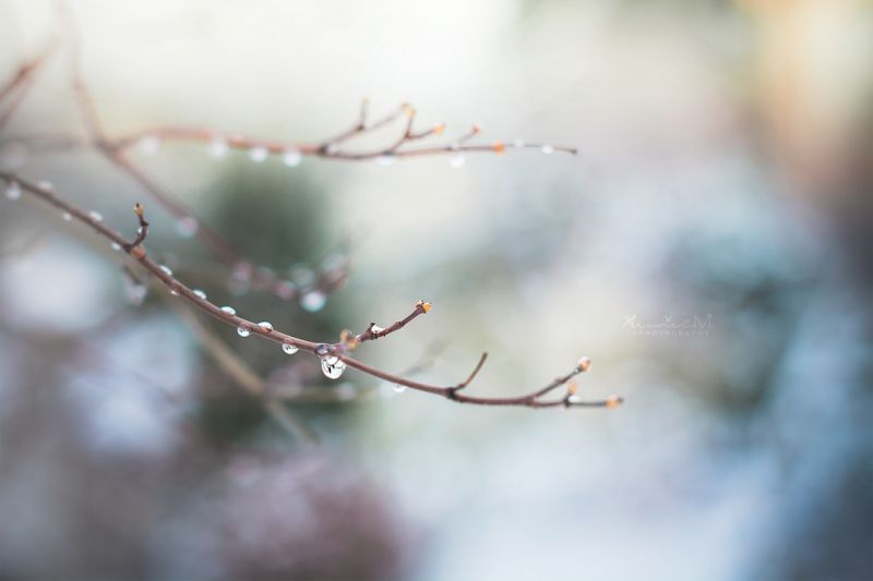 branch, blossom, close up, sky, twig, morning branch, blossom, close up, sky, twig, morning