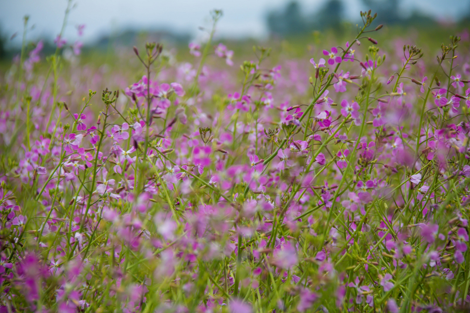 blomster, natur, græs, Mark, lavendel, blomst, lyserød, urt, blomst, græsarealer, plante, flora, Blommor, f lt, s dersl tt, exif model canoneos760d, kamera gør kanon, kameramodel canoneos760d, geolocation, exif linse efs18200mmf3556is, exif åbning 56, exif gøre kanon, exif isospeed 100, exif focallength 140mm, rosa, woodcranesbill, geraniumsylvaticum, midsommarblomster, woodlandgeranium, eng, wildflower, prærie, levested, naturligt miljø, jord plante, blomstrende plante, etårig plante, makrofotografering, græs familie, engelsk lavendel