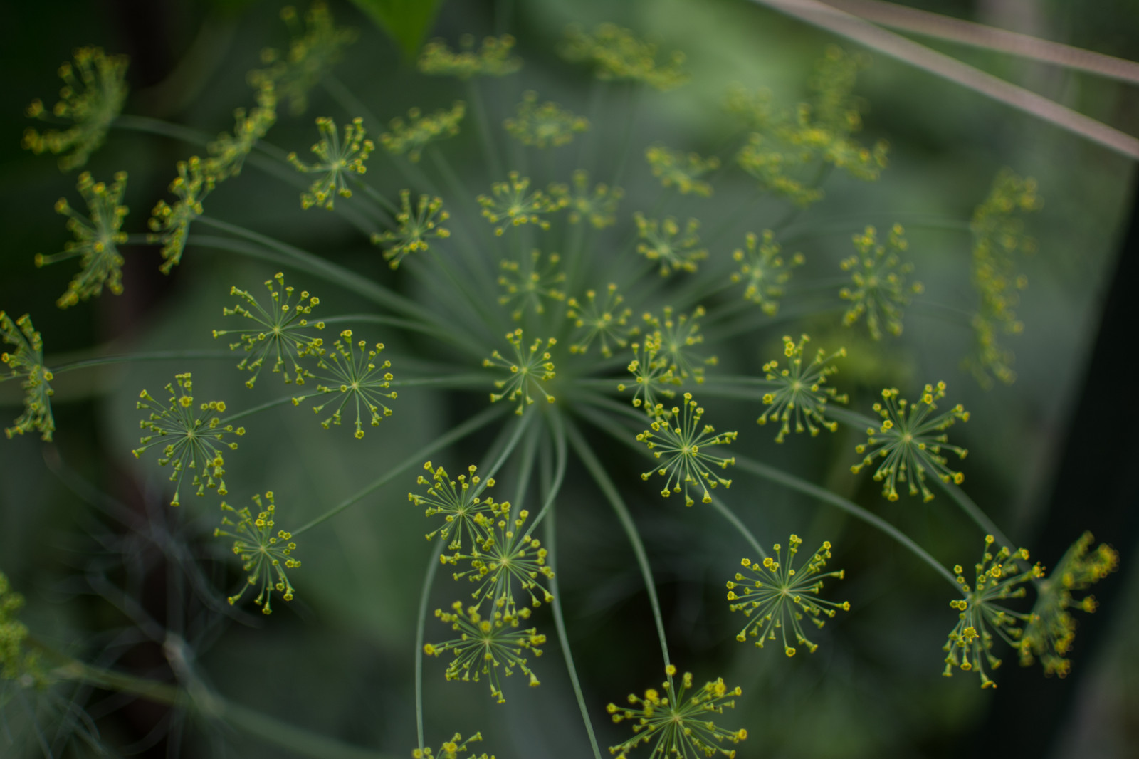 rostlina, květ, zelená, mě, Příroda, to je, pole, tráva, digitální, Nikon, ohňostroj, bokeh, Myslet si, jako, vzhled, Haha, elegantní, mělký, hloubka, D7100