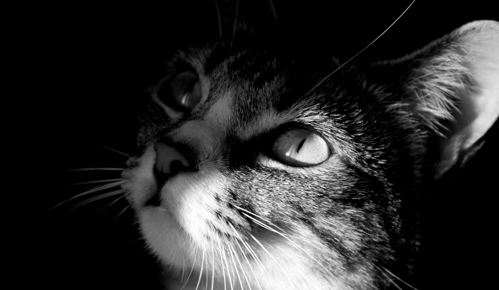 tvář, Černá, kočka, černobílý, fotografování, srst, nos, koťata, kníry, Černá kočka, oko, kočky, kotě, tma, savec, momentka, počítač tapeta, Černý a bílý, monochromatické fotografování, orgán, zblízka, kočka jako savci, makro fotografie, čenich, vousy, malé až středně velké kočky, carnivoran, domácí krátké vlasy kočka, kočička, 1920x1116 px, Krásné obrázky na ploše, Obrazy koček, Fotografie koček, Kočky tapety, Cutties, Kočičí obrázky, na zdi, Pussycats, stock photography