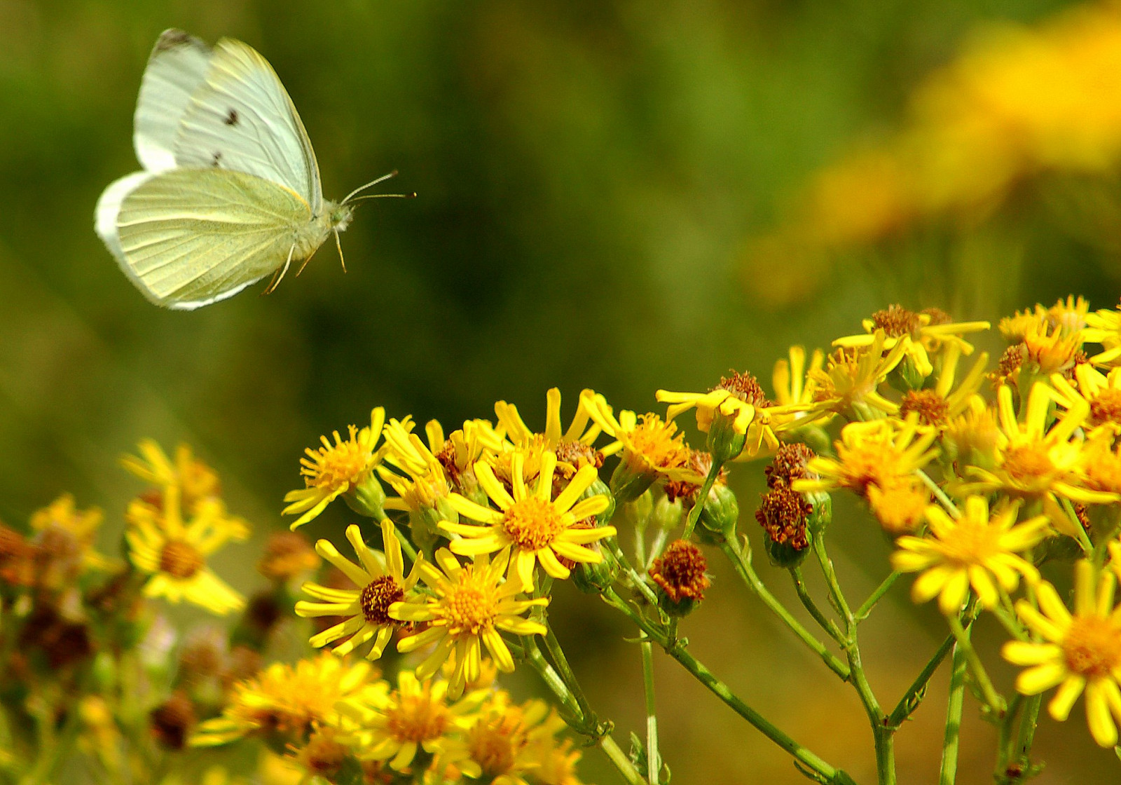 farfalla, insetto, giallo, polline, fiore, flora, nikonflickraward, excapture, visiongroup, Enjoylife, fotografia macro, invertebrato, nettare, impollinatore, falene e farfalle, Pieridi, spazzolare farfalla dai piedi, Top20flowerswithbugs