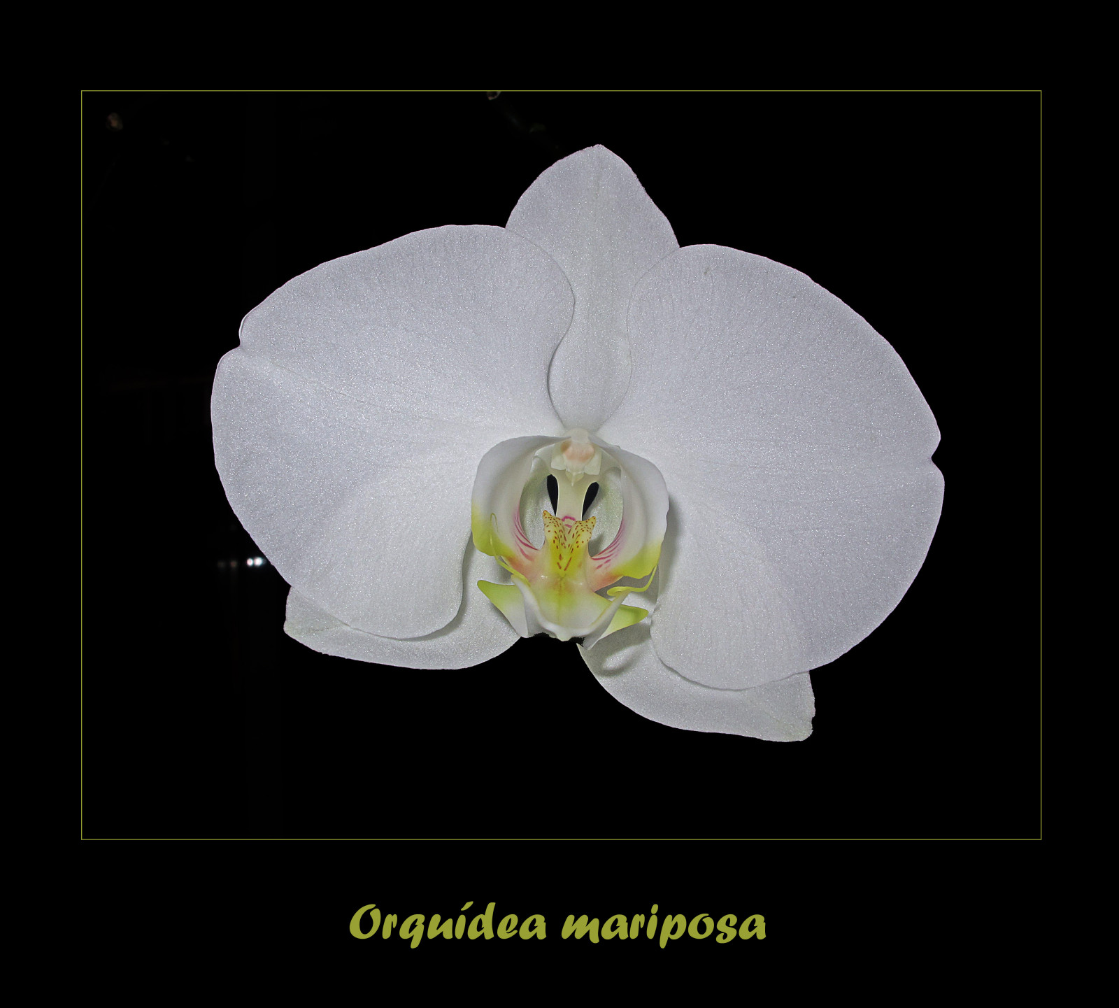 bílý, květ, makro, květ, orchideje, flor, květy, jardin, phalaenopsis, blanca, orchidaceae, phal, Orquidea, Filipinas, phalaenopsisamabilis, moonorchid, cultivada, orqu deamariposa, darkcrimson, orqu deaalevilla, orqu deasboca, varadeorquidea