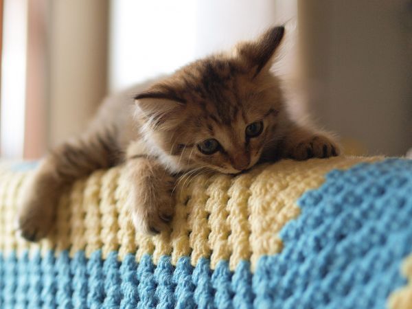 beautiful,cat,cute,2048x1536 px,adorable,animal