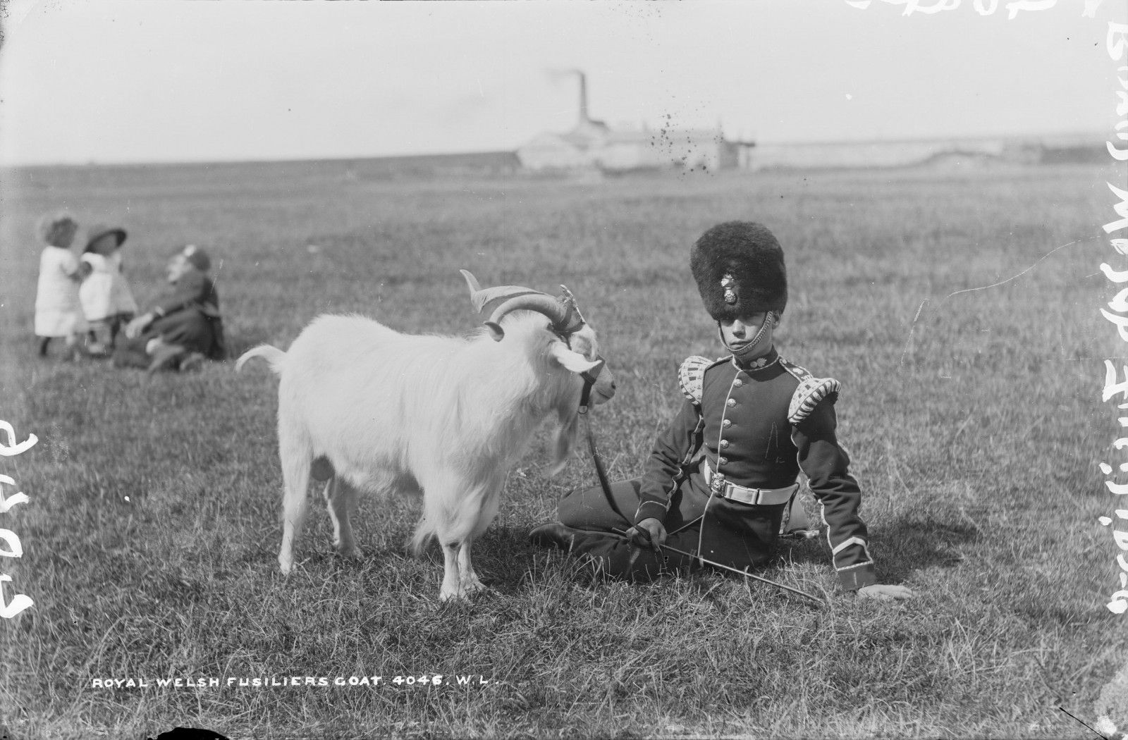 hvid, monokrom, børn, horn, Irland, hær, uniform, kæledyr, fabrik, geder, kork, får, maskot, snor, dyr, udforske, husdyr, ged, felter, fotografi, flok, soldater, sort og hvid, monokrom fotografering, kvæg som pattedyr, ko ged familie, Munster, nationallibraryofireland, robertfrench, williamlawrence, lawrencecollection, Kamme, 1890'erne, Busby, Fermoy, hagerem, 1897, royalwelshfusiliers, royalwelchfusiliers, regimentalmascot, stock photography