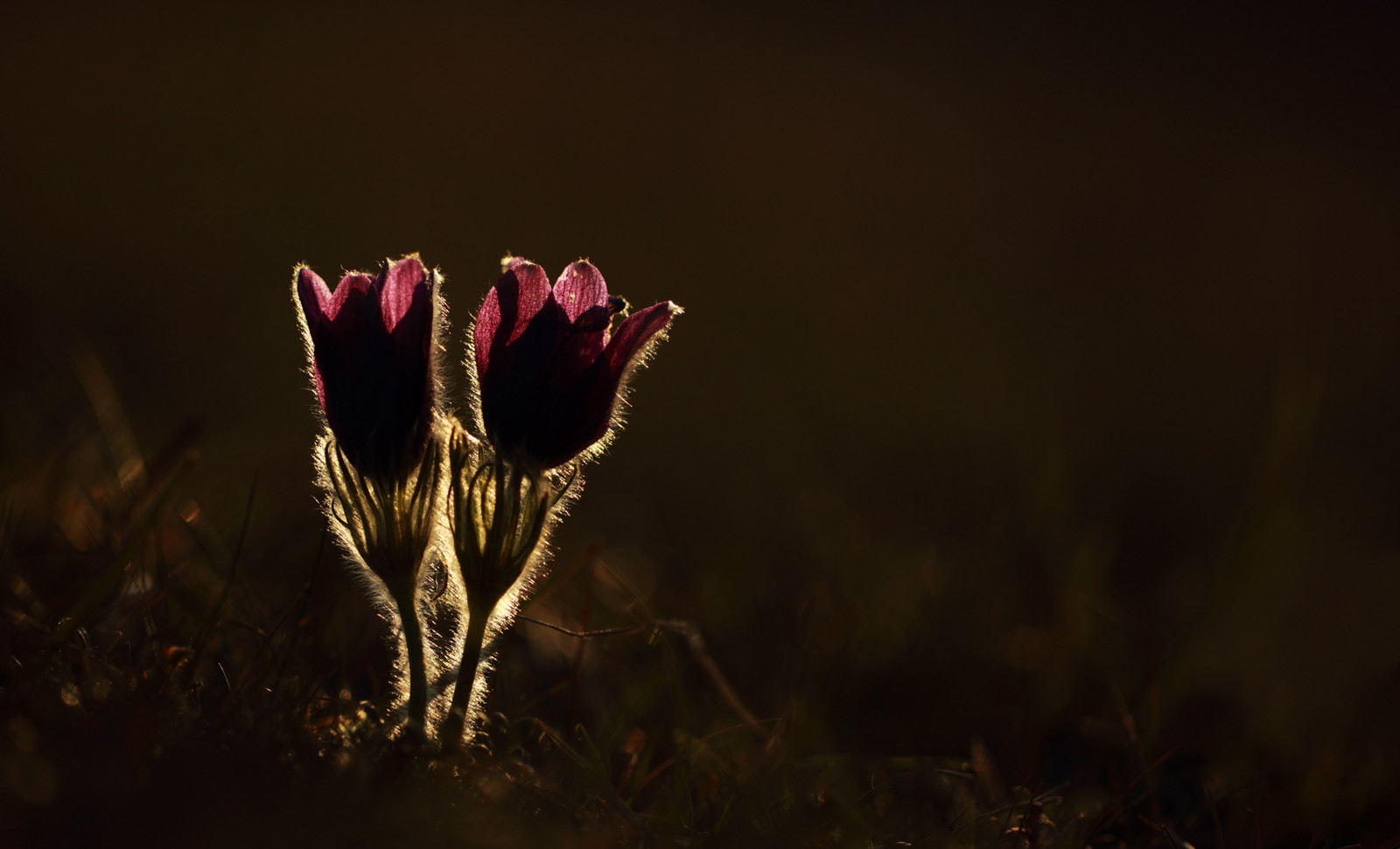 luce del sole, fiori, notte, natura, riflessione, erba, piante, fotografia, macro, leggero, autunno, foglia, fiore, pianta, flora, oscurità, sfondo del computer, impianto di terra, avvicinamento, fotografia macro, famiglia di erba