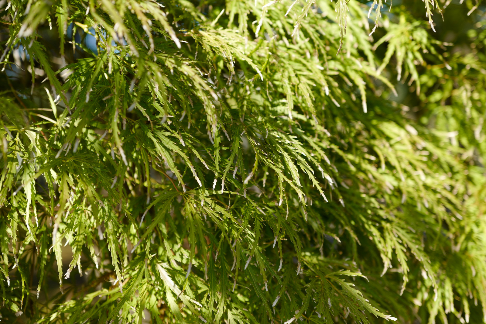 Japonsko, větev, mech, Leica, Tokio, jp, strom, list, květ, rostlina, flóra, vegetace, Shinjuku, shinjukugyoen, summilux, leicaq, summilux1728, q, 1728, vyrobit, botanika, suchozemská rostlina, kvetoucí rostlina, dřevina, keř, tráva rodina