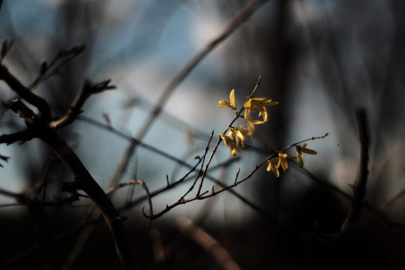 slunečnímu záření, Příroda, rostliny, zima, pole, fotografování, větev, ráno, bokeh, jaro, Fujifilm, světlo, strom, podzim, list, květ, rostlina, sezóna, flóra, dof, rozmazat, Zeiss, carlzeiss, fuji, tma, planární, fujifilmxt10, M42, fujifilmxseries, zblízka, makro fotografie, XT10, Cosina, depthof, planar1450, planar5014zs, planar1450tzs, zs