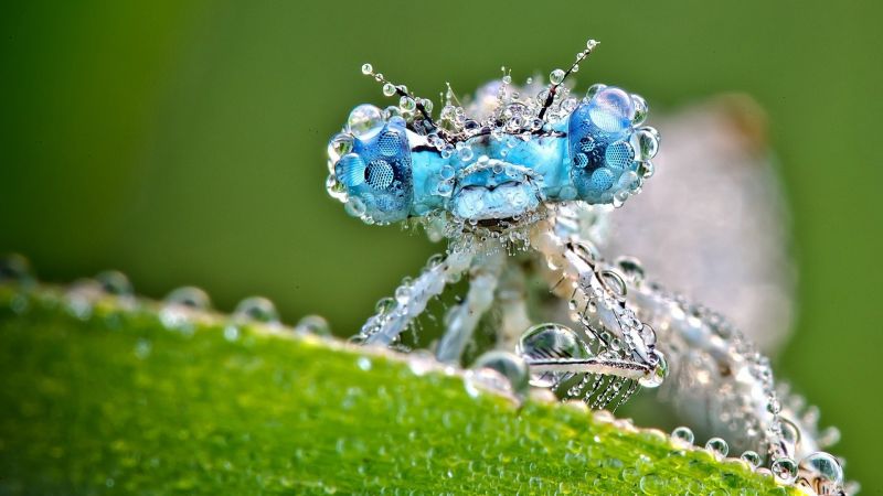 zvěř, voda, Příroda, tráva, fotografování, větev zvěř, voda, Příroda, tráva, fotografování, větev