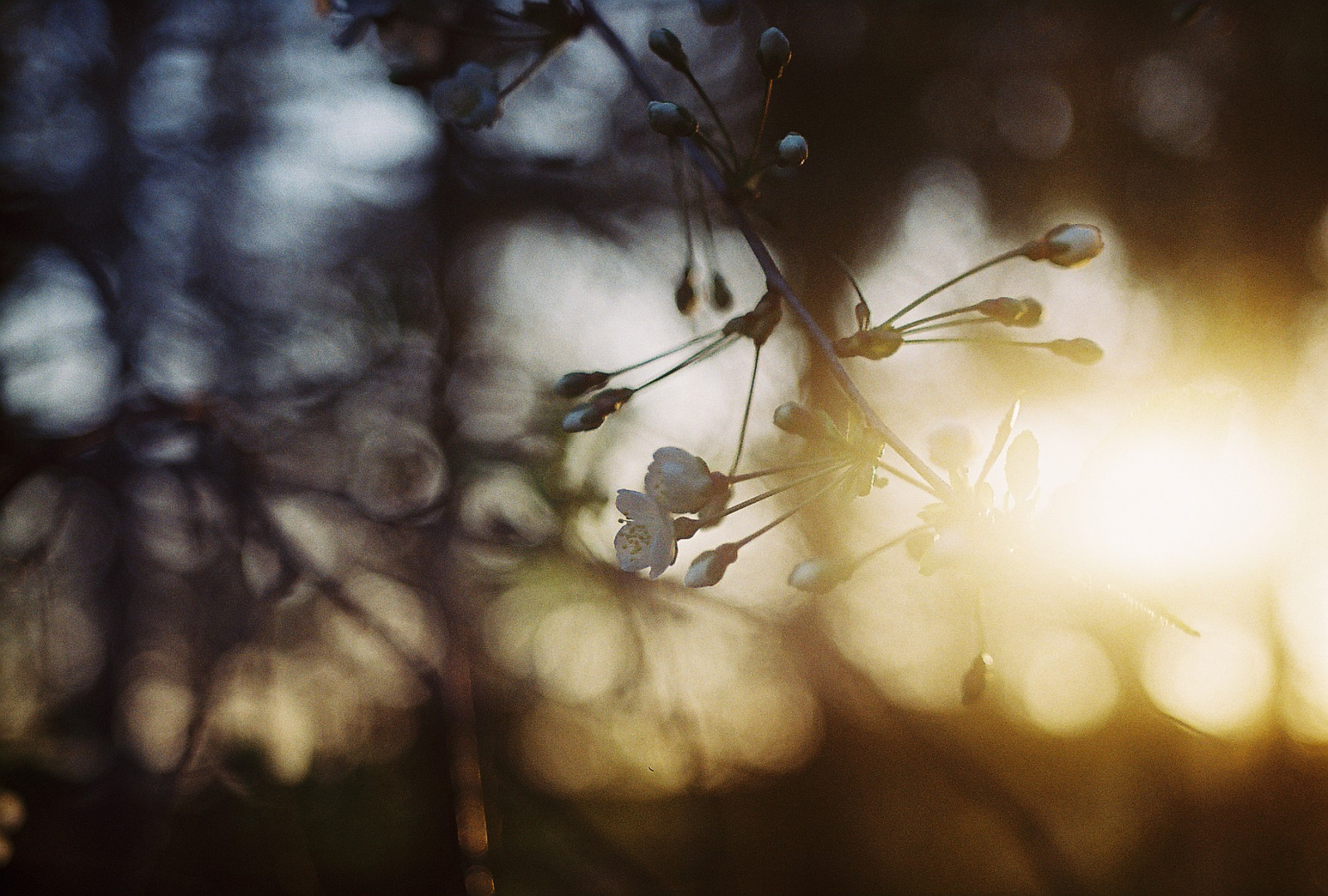 luce del sole, tramonto, natura, cielo, ramo, fiorire, bokeh, primavera, 35MM, Estonia, albero, foglia, fiore, pianta, ciliegia, flora, analogico, film, oscurità, Zenitet, Eesti, ramoscello, sfondo del computer, avvicinamento, fotografia macro, staminali vegetali, zenit, stock photography