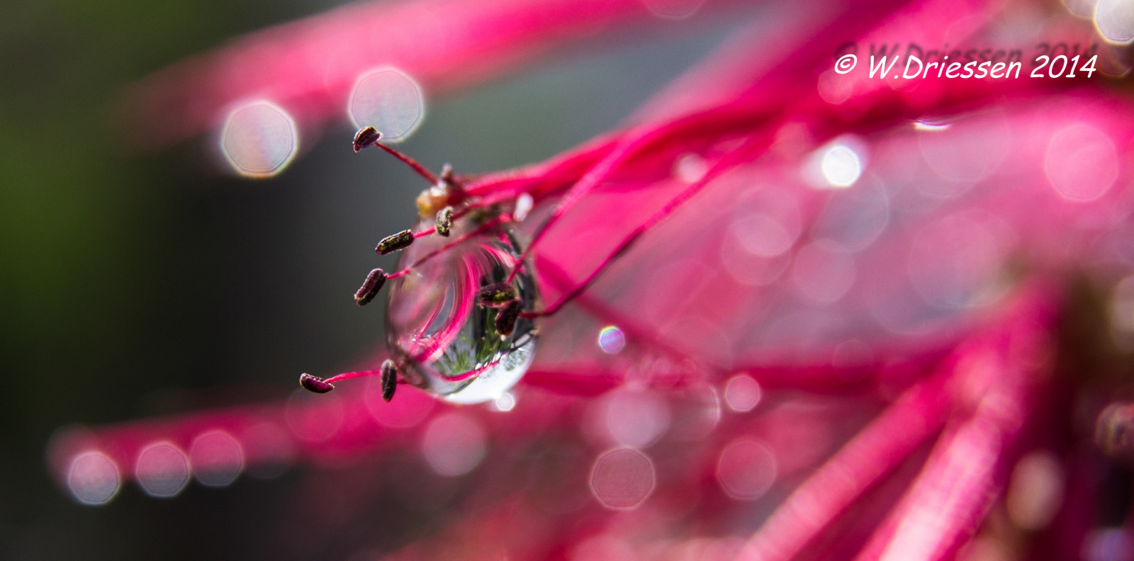 zahrada, Červené, fotografování, větev, pyl, květ, růžový, jaro, rosa, 2014, barva, list, květ, rostlina, flóra, okvětní lístek, rekuperační, já, lente, zblízka, makro fotografie, vlhkost, Tuin, druppel