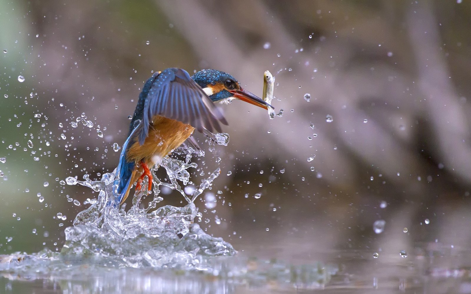 นก, สัตว์, น้ำ, ธรรมชาติ, การสะท้อน, ฤดูหนาว, หยดน้ำ, ปลา, สัตว์ป่า, เป็ด, ปาก, Mallard, นก, ปีก, สัตว์ป่า, 1920x1200 px, นกน้ำ, สัตว์มีกระดูกสันหลัง, นกน้ำ, ห่านห่านและห่าน